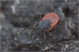 <p>KLÍŠTĚ OBECNÉ (Ixodes ricinus ) -- - -- /castor bean tick - Gemeiner Holzbock/</p>